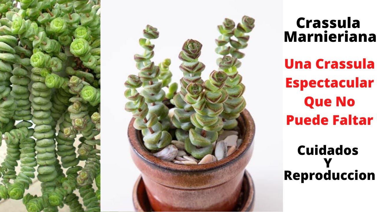 Crassula Marnieriana Cuidados y Reproduccion