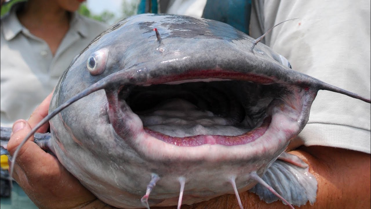 Este lago esta lleno de bagres, mira que buena pesca