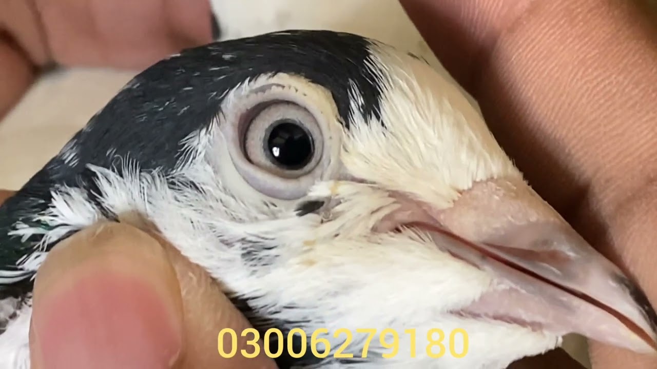 Ali walay sialkoti kabootar, ali walay pigeons,