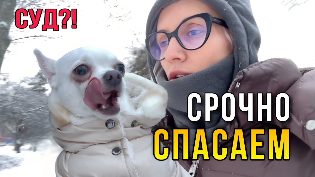 ШОК! Вызвали в суд.  Добби заболел, а Кира хочет вечеринку…..
