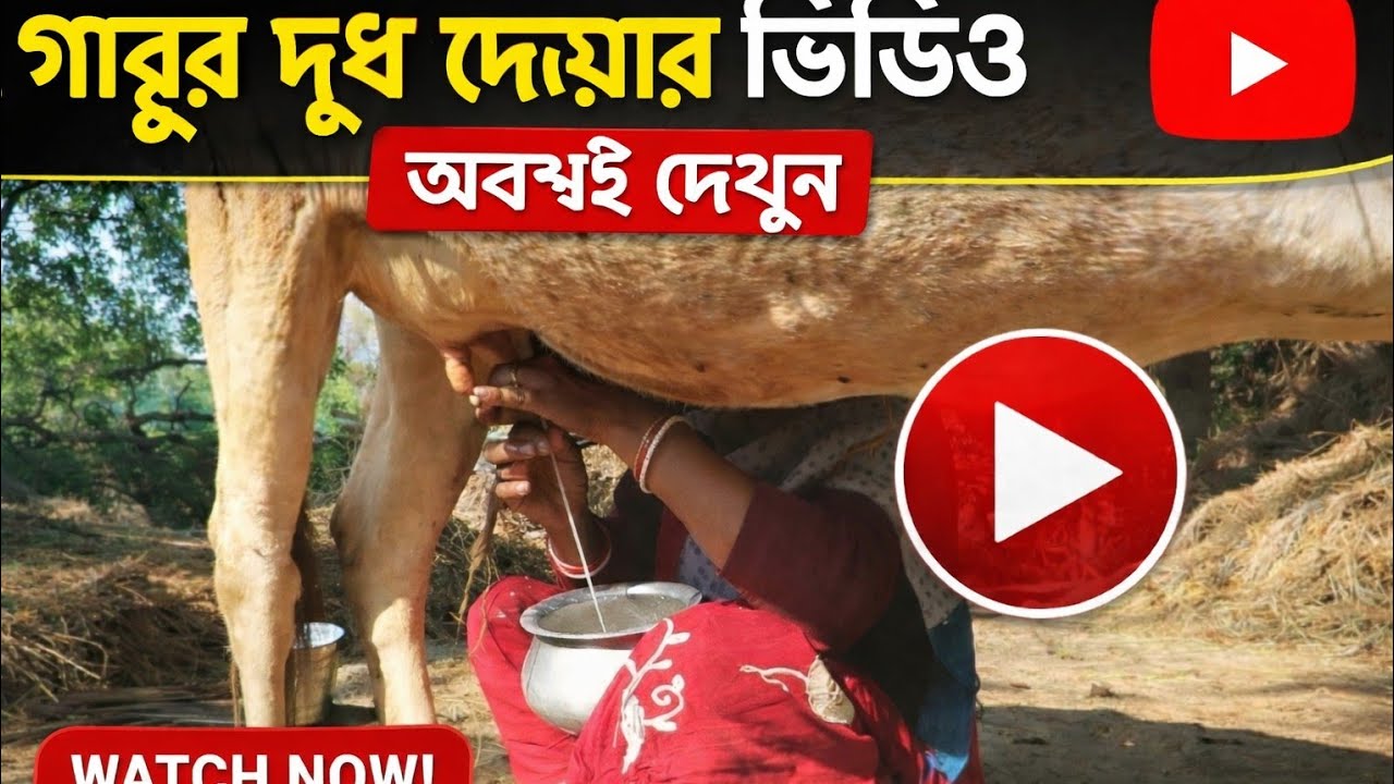গরুর দুধ দেওয়ার ভিডিও