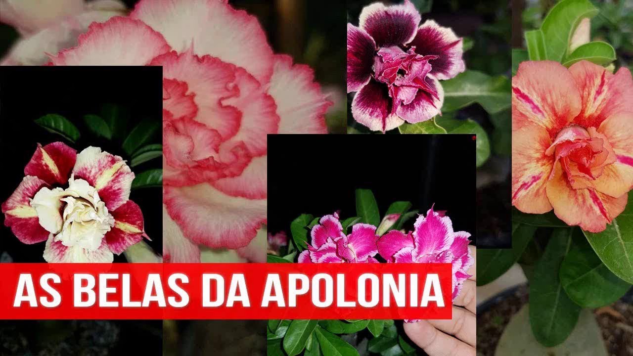 Rosa do Deserto ALBINA = www.apoloniagrade.com.br