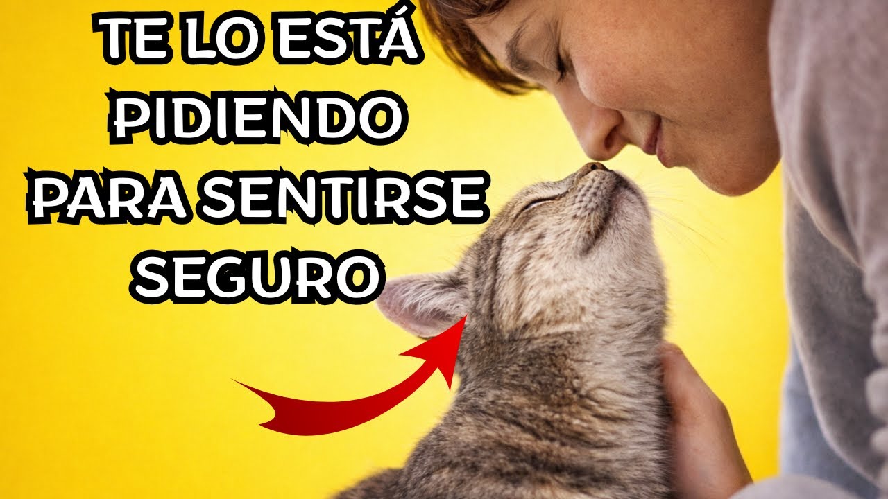 Tu gato no quiere ‘más cariño’: quiere estas 7 cosas (para sentirse seguro contigo)