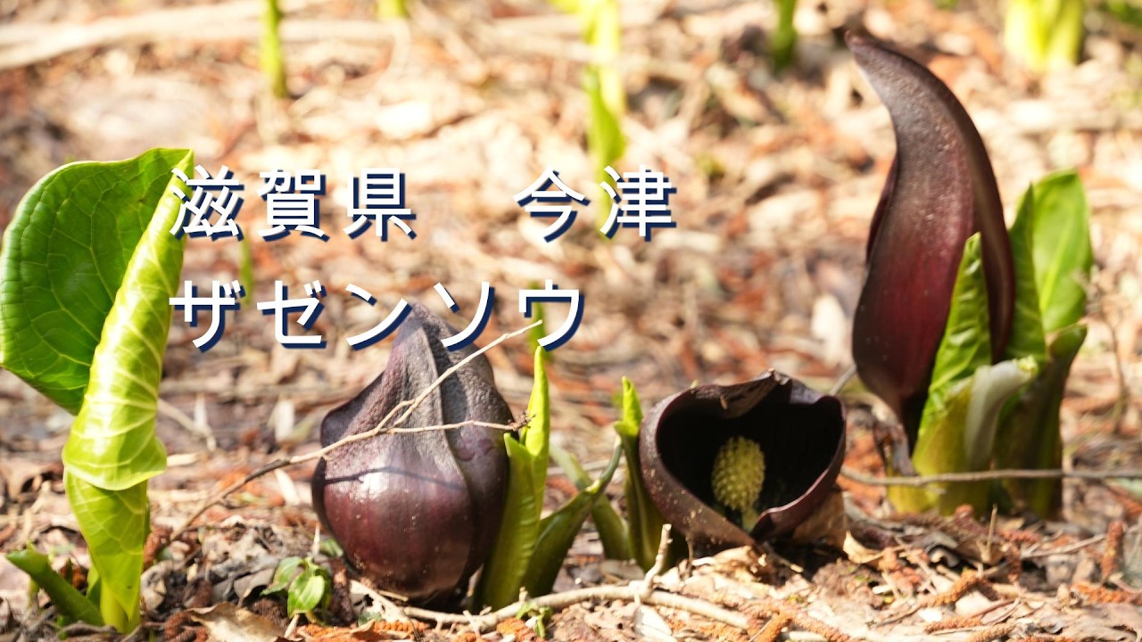 滋賀県　今津のザゼンソウを見てきました