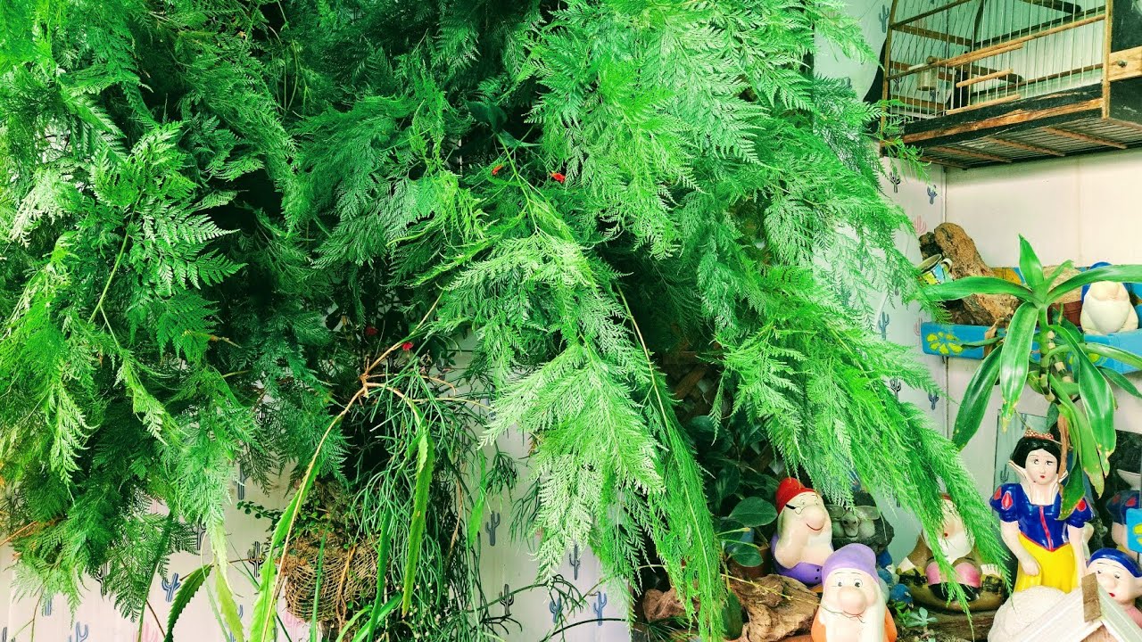 Jardim Vertical com Samambaias 🌿 | Expectativa x Realidade + Rotina da Casa