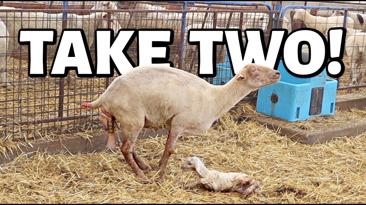 MAMA MIA... here EWE go again!! |  Vlog 615