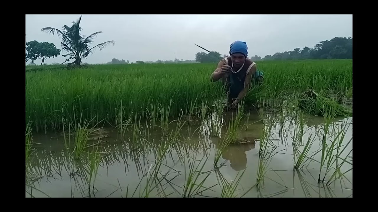 Pag sugot sa tanim na palay