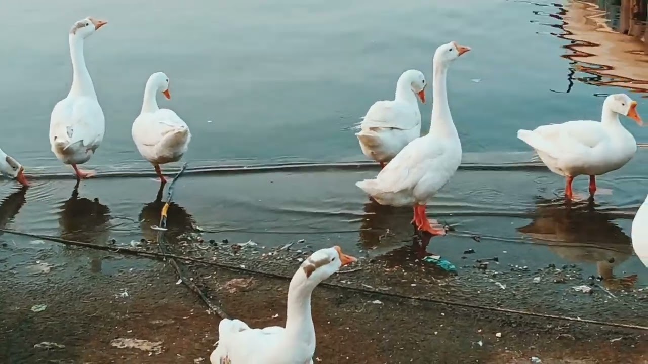 बदक ही बदक....