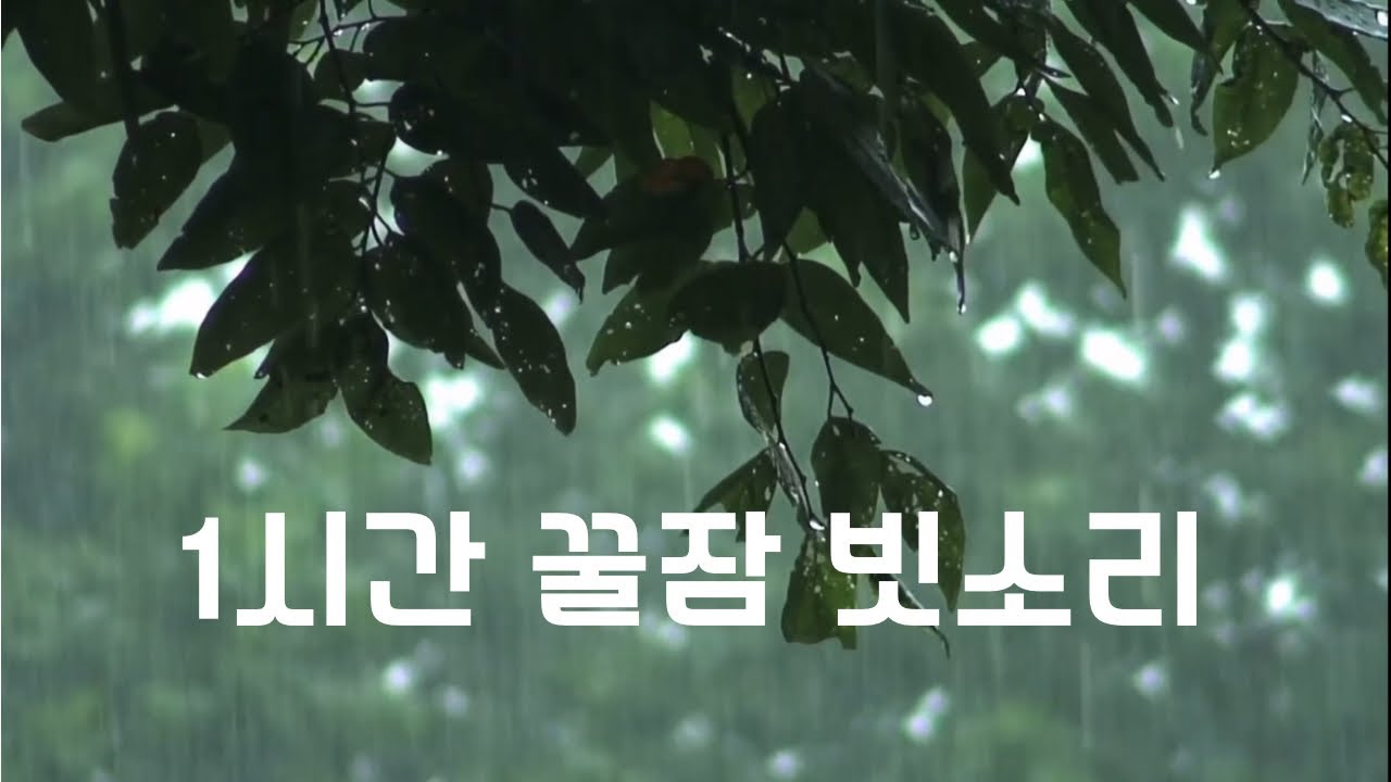 1시간 꿀잠 빗소리 | 깊은 수면 유도 ASMR  | 1Hour Deep Sleep Rain ㅣ 백색소음 【공부, 수면, 집중, 휴식, 명상, ASMR】 