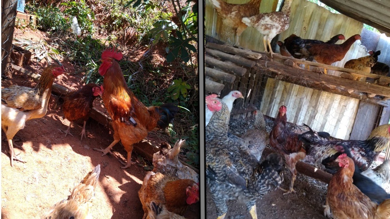 cruzamento Embrapa 051 e Isa Brown com galo índio, supriedente 😍
