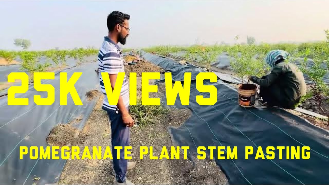 5months pomegranate plant shape, Cutting