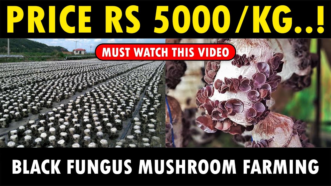 Wood Ear Mushroom Farming | Black Fungus Mushroom Cultivation