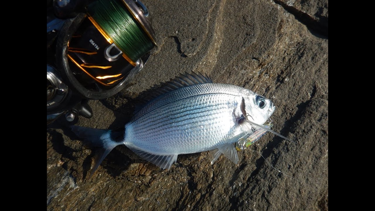 How to use DUO Bay RUF Manic Fish 88 & 99! + Awesome fishing scenes!