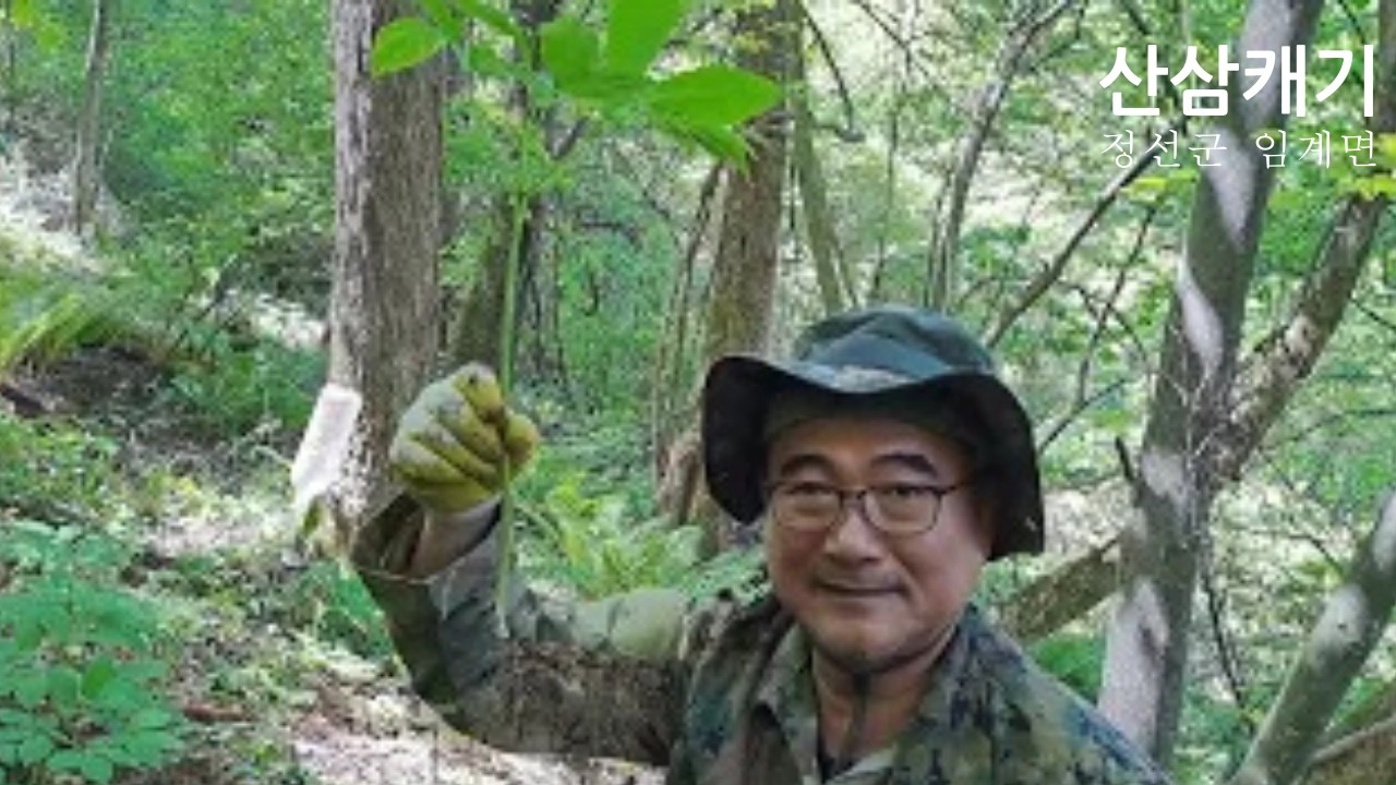 천종 산삼 사진과 채삼