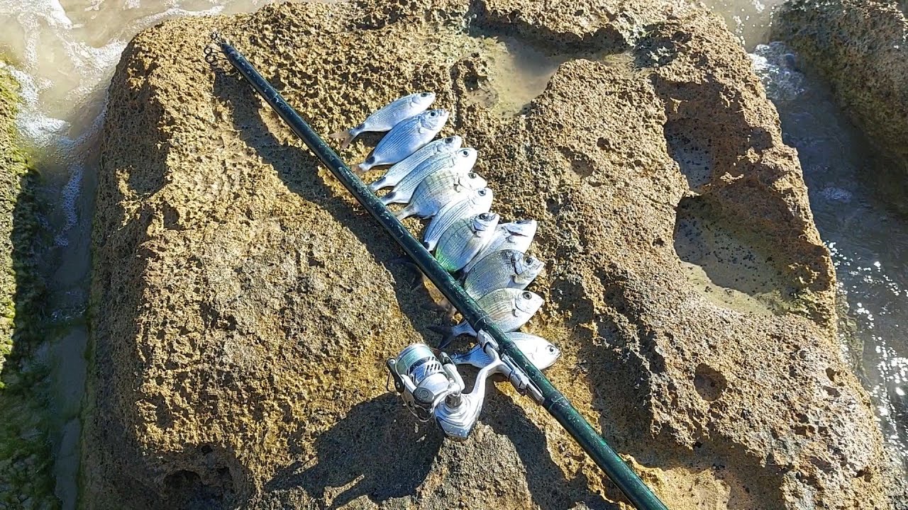 סרגוסים ומנורים על חכת בולונז בים גבה גלי