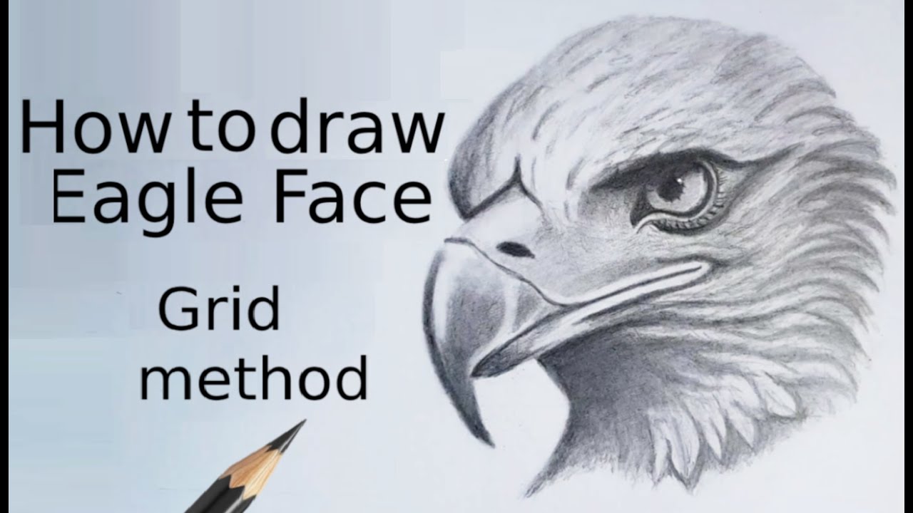 How to Draw Realistic Eagle Step by Step | Pencil Drawing | Eagle Pencil drawing.