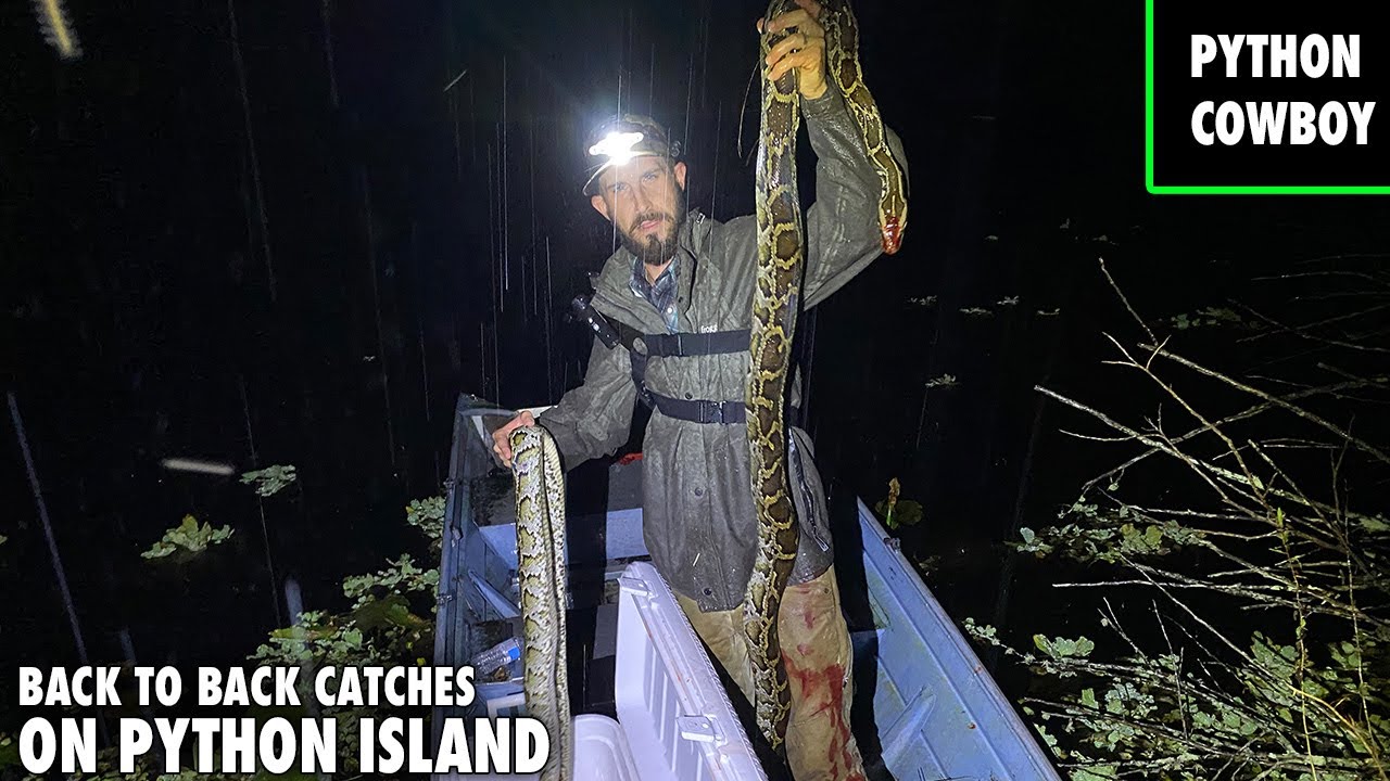 Night Python Hunt On Python Islands