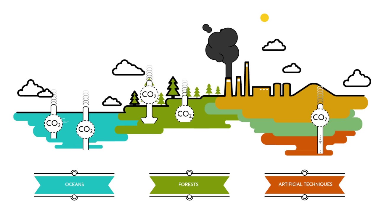 What are carbon sinks? | Sustainability for all - ACCIONA