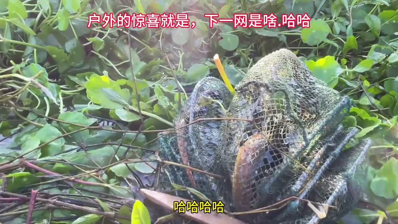 这回该我了吧！ #真实户外  #野生黄鳝  #今天的收获  #抓黄鳝  #户外
