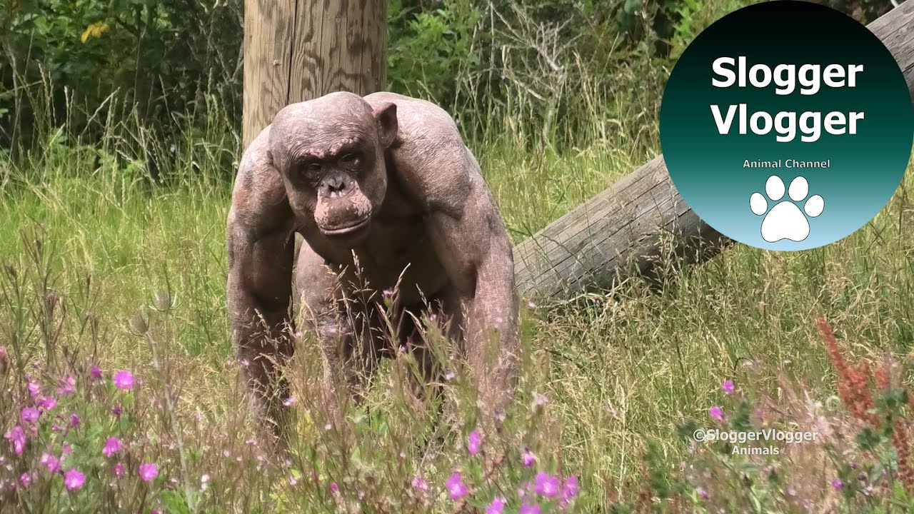Hairless Chimp Jambo And His Daughter Genet