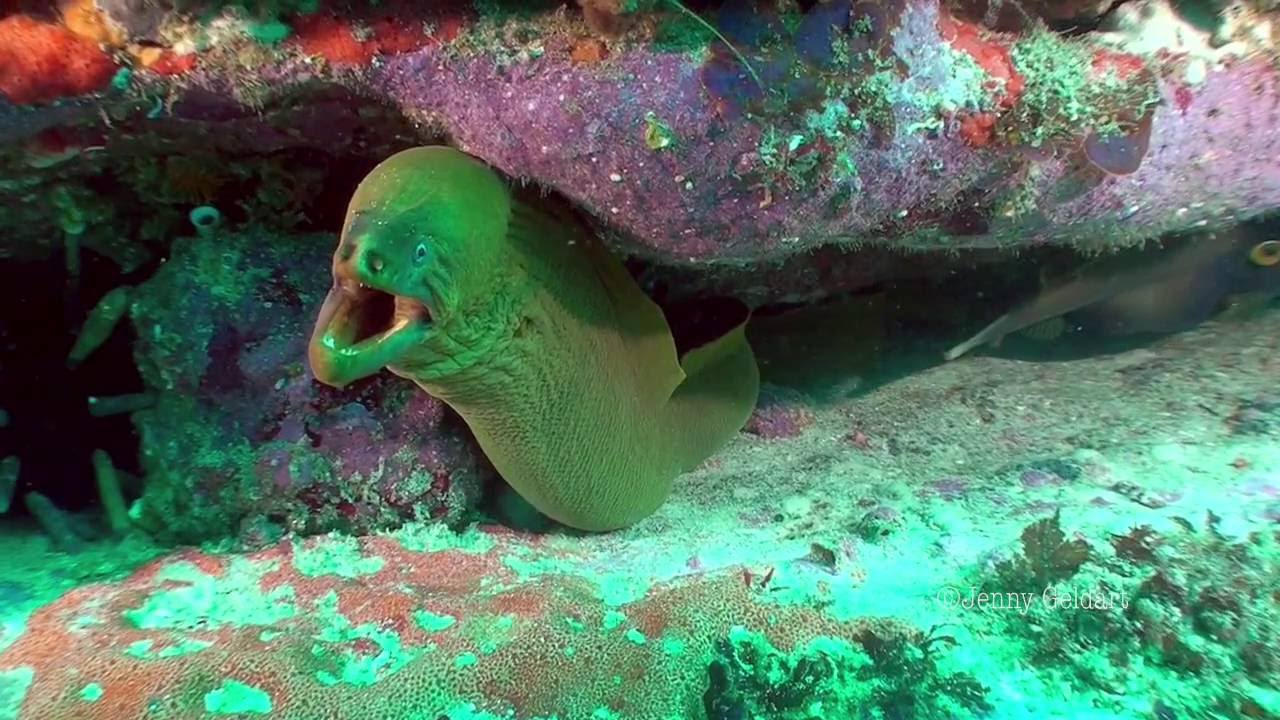 Green Moray, Gymnothorax prasinus
