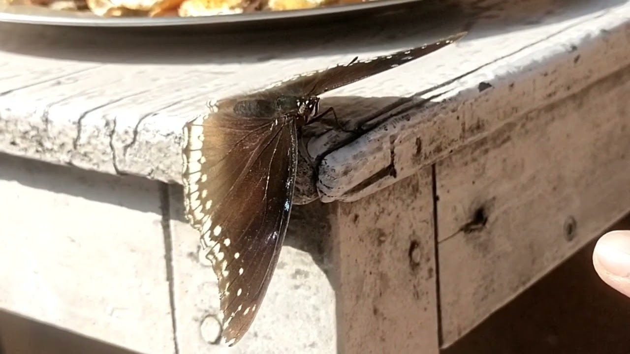 Butterfly 🦋 Pierrot butterfly 🦋 (Talicada nyseus)