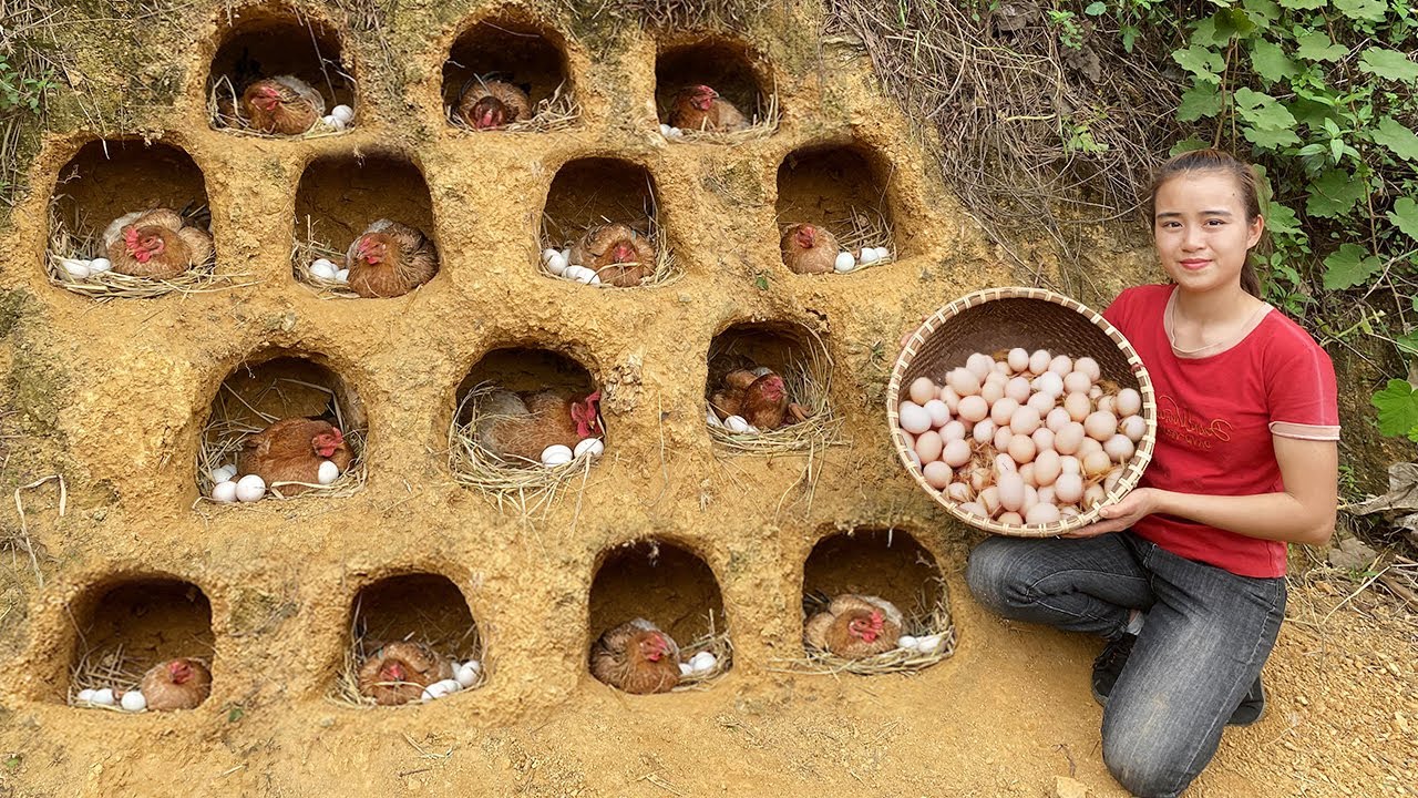 Making nests for chickens to lay eggs - Harvest many eggs go to market sell & Start build ponds