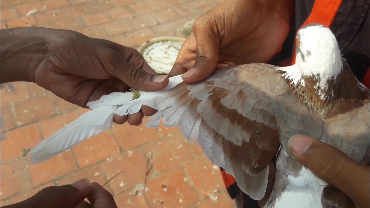 tape releasing 3 pigeon/coop update/kunji pura