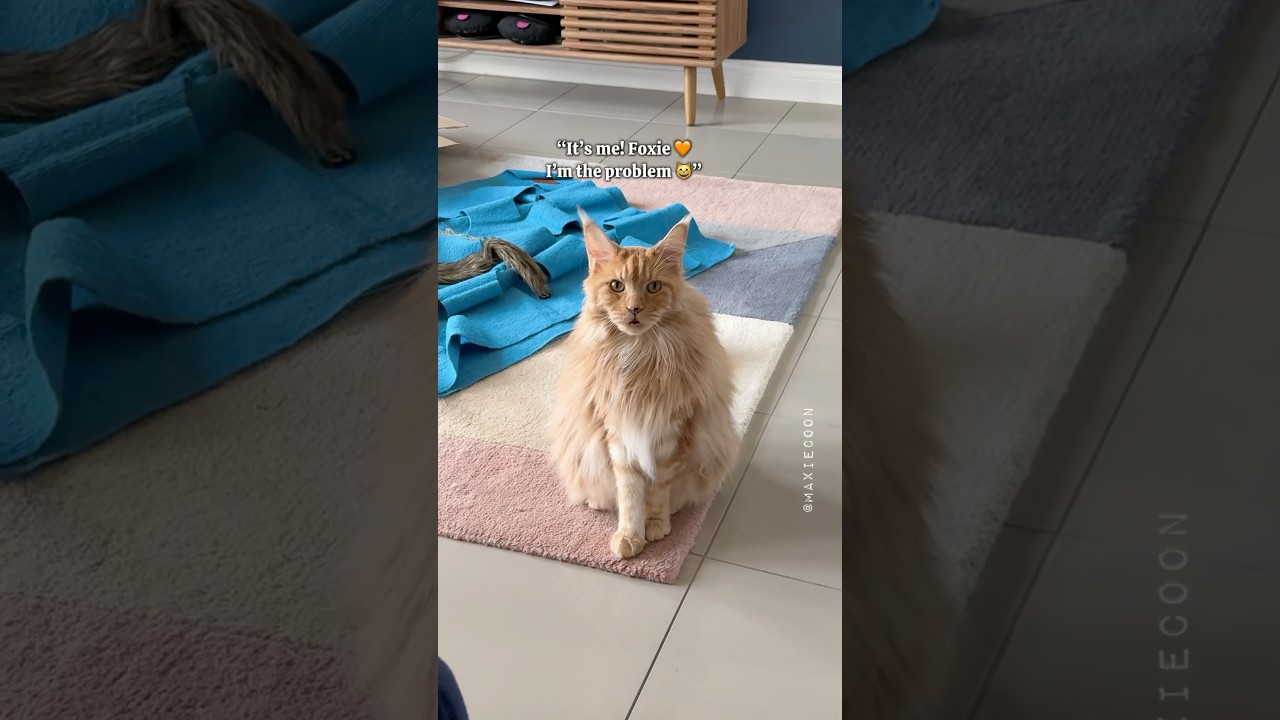 🔊How talkative Maine Coon cats are 🙀 Orange Boy Edition 🧡 #meowing #mainecoon