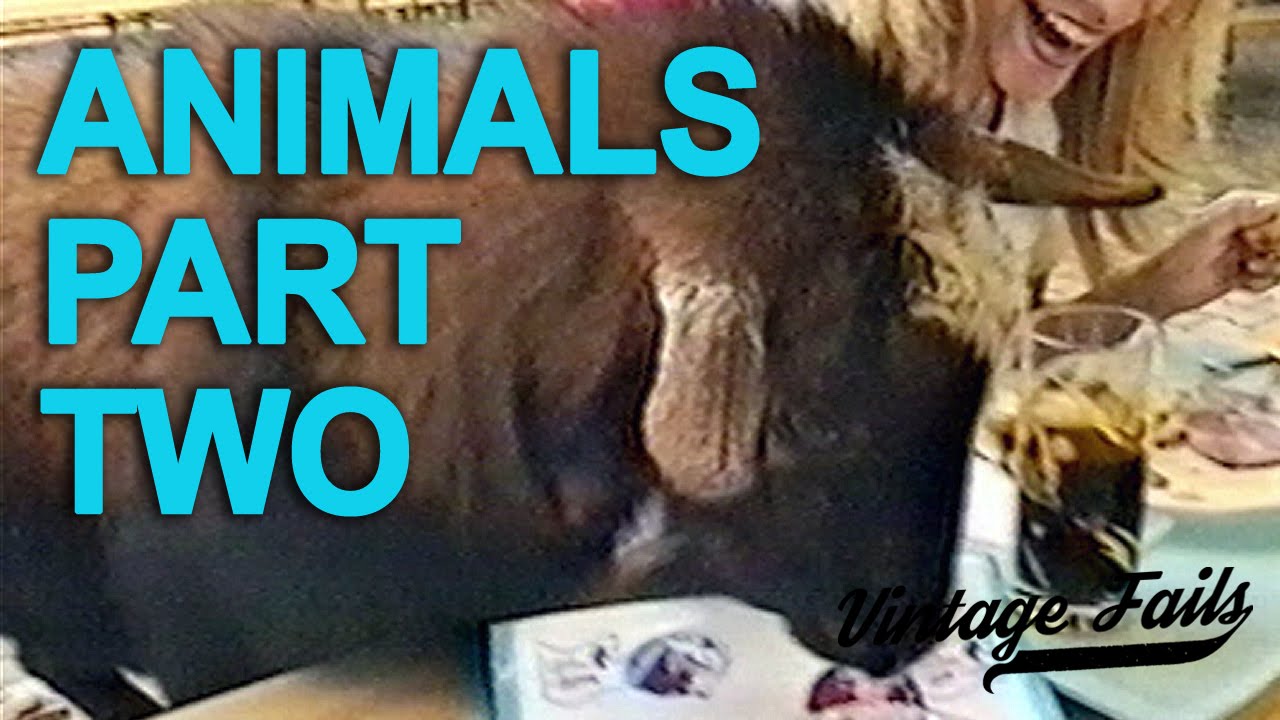 Vintage Fails Compilation #11 - Animals - Part 2 - Old but funny!
