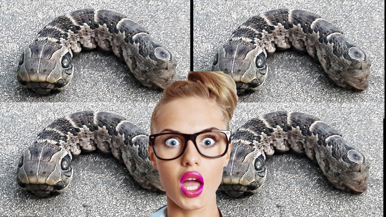 Bizarre snake-like creature with &lsquo;TWO HEADS&rsquo; baffles | Strange snake-like creature with 'TWO HEADS'