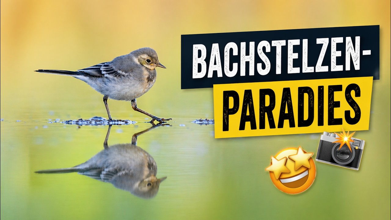 Vogelfotografie Tutorial  - So entstehen Traumfotos an einer Wasserstelle