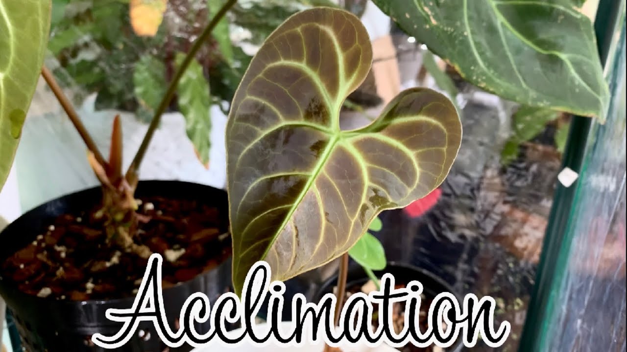 Houseplant Acclimation