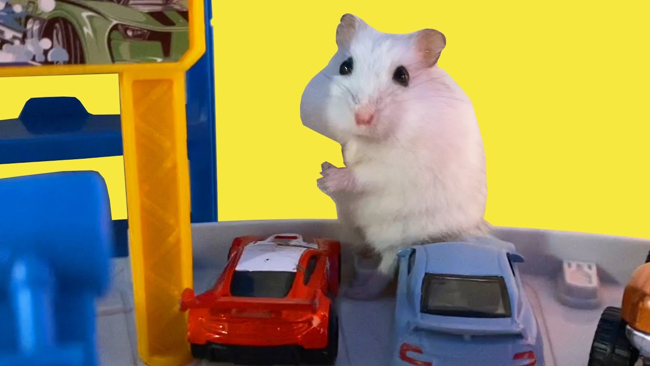 Babies Hamster - My Funny Pet Hamster 🐁 Videos