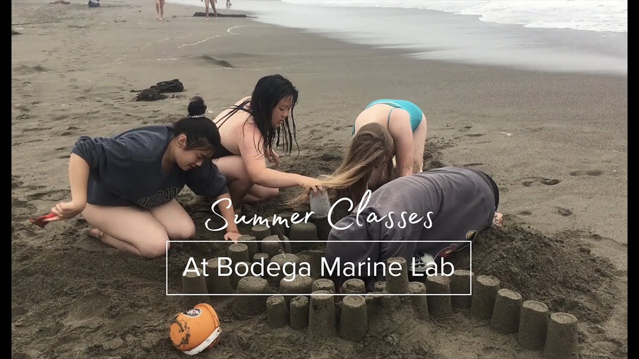 Summer Classes at the UC Davis Bodega Marine Laboratory
