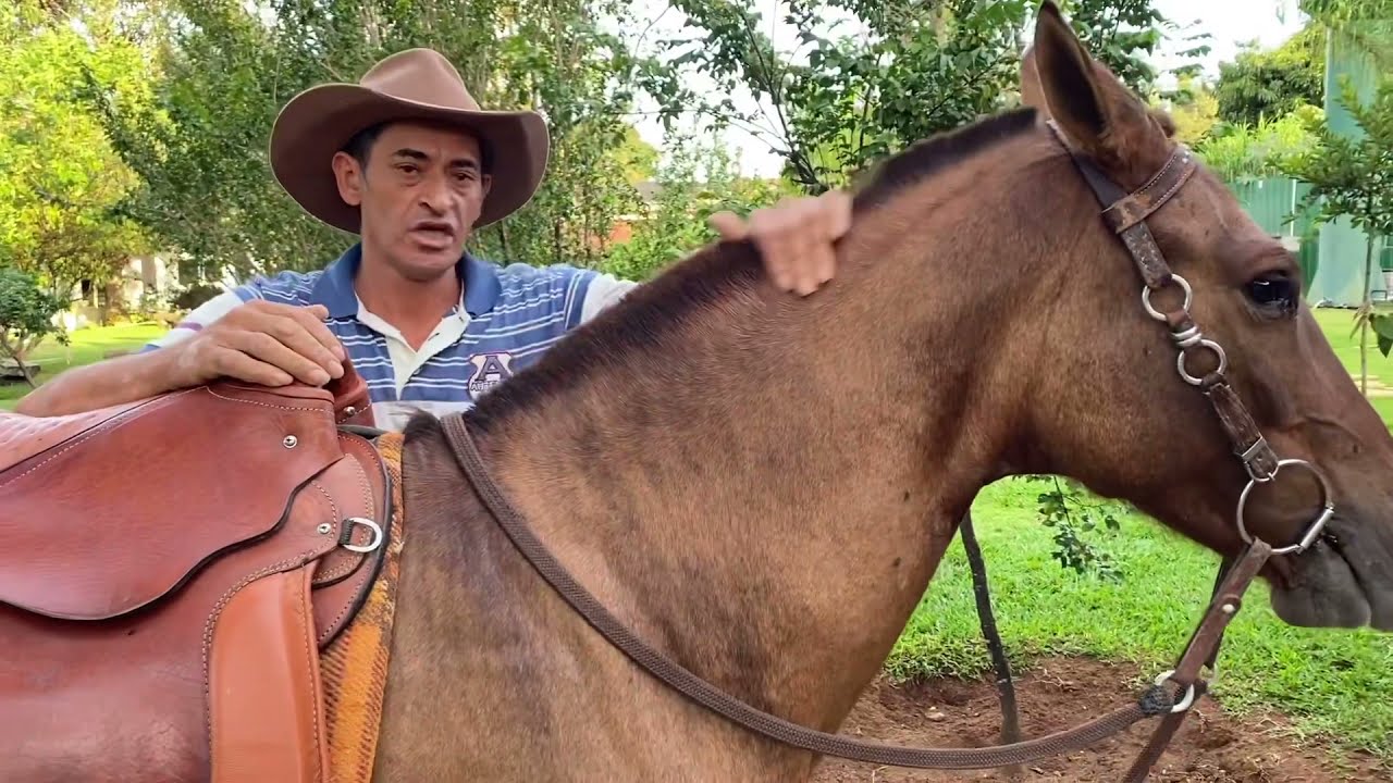 Como posicionar a cabeça de seu cavalo? Como ensinar rédeas ao cavalo?