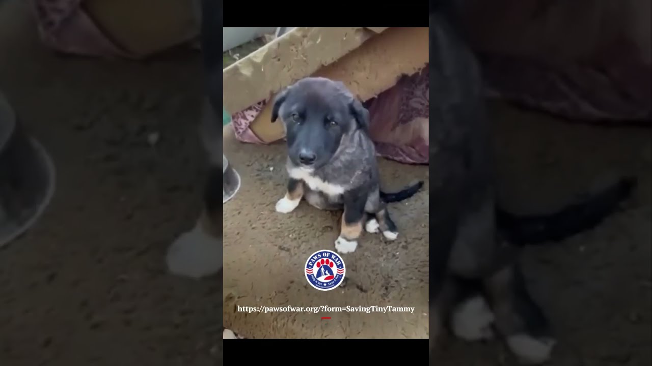 Help save Tiny Tammy