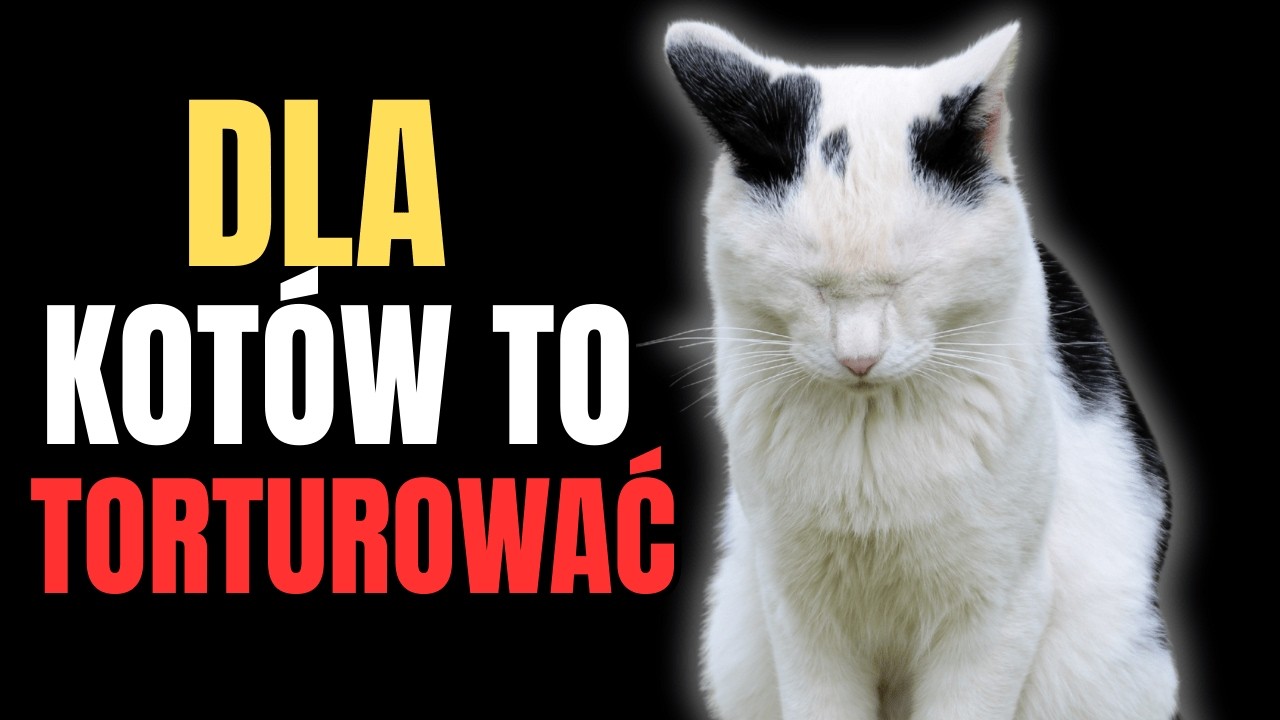 7 sygnałów, że Twój kot woła o pomoc (a Ty tego nie zauważasz)