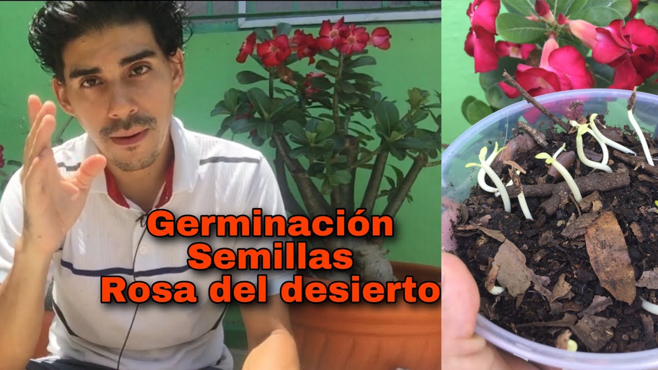 Brotes Semillas Rosa Del Desierto