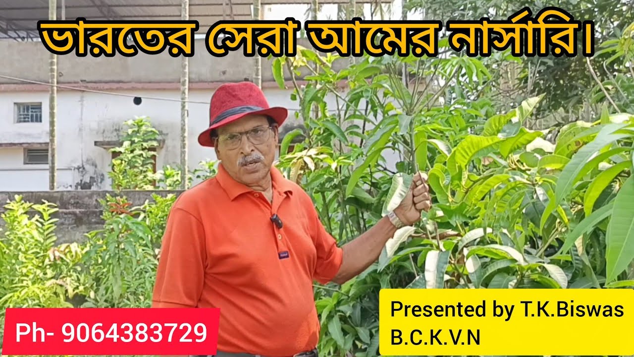 India's best mango nursery. | Biswas Center for Krishi Vikash | B.C.K.V.