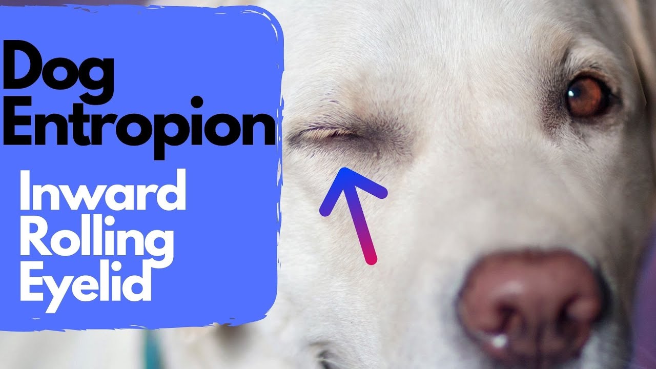 Does your dog have a rolled eyelid?  What is entropion? and how a veterinarian will fix entropion!