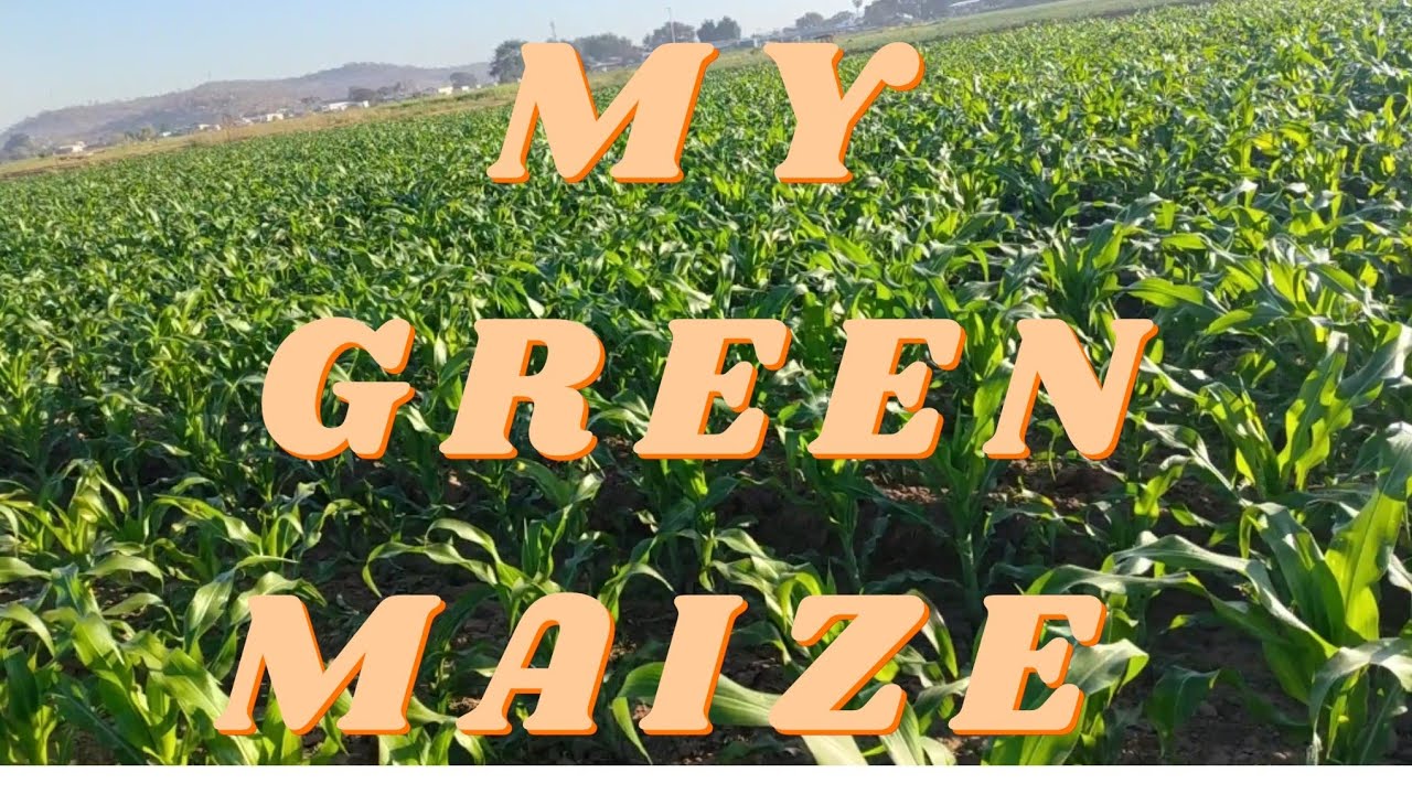 Farming - my green maize 