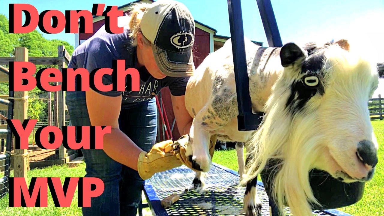 Goat Buck Management. Why Your Buck Is Your MVP In Your Goat Herd! Nigerian Dwarf Goats