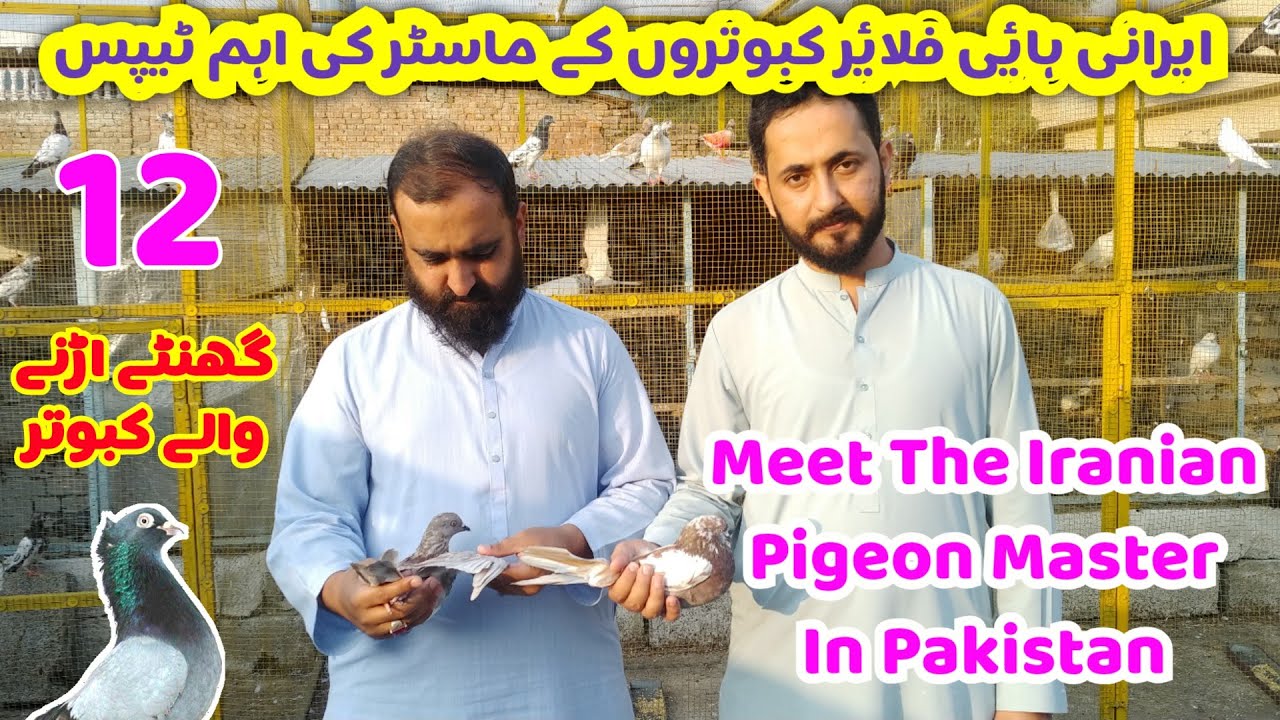 Iranian High Flyers Pigeons in Pakistan