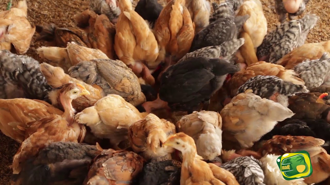 ECOCAMPO - POLLO CAMPERO AMAZÓNICO (pasture-raised) GALLINA DE CHACRA