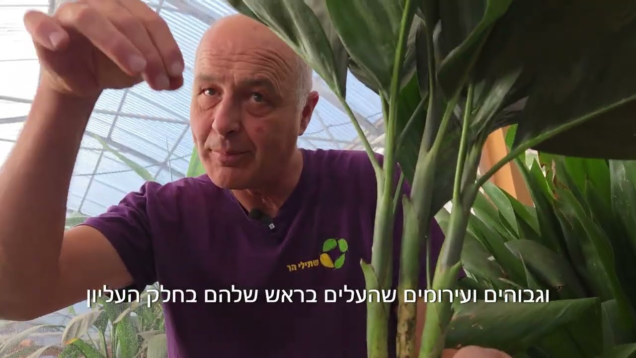 חמדה מתכתית (חמדוראה מטאליקה)