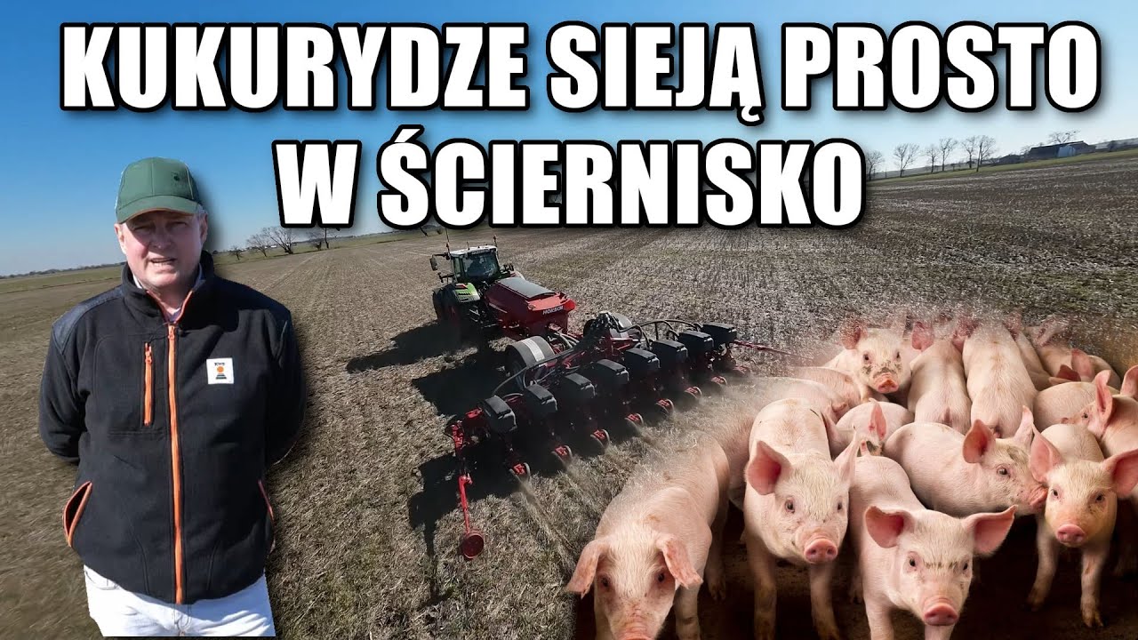 Kiedyś był potentatem produkcji trzody chlewnej, teraz postawił na inne działalności i kukurydze!