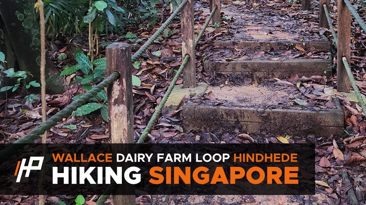 [Hiking Singapore] Wallace Trail, Dairy Farm Loop, Hindhede Nature Park