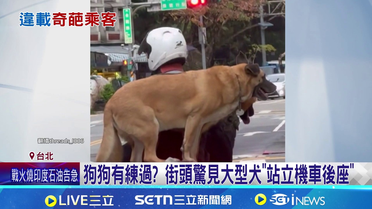 驚險直擊! 3犬擠機車 大型米克斯