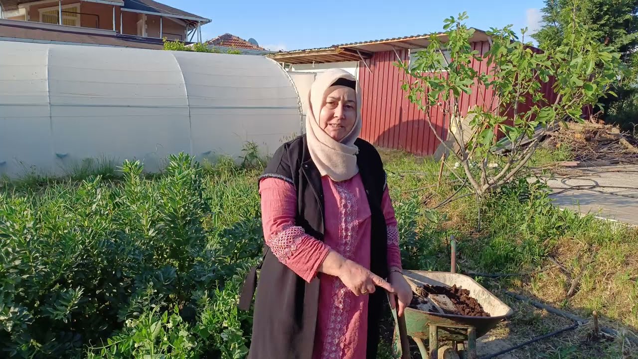 Fasulyeyi böyle dikin, salkım salkım fasulye toplayın!